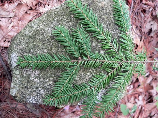 {Tsuga canadensis}